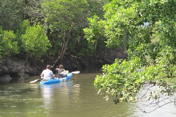 Half day Mangrove by Kayaking or Longtail boat from Koh Lanta