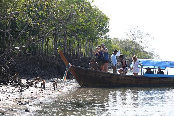 Half day Mangrove by Kayaking or Longtail boat from Koh Lanta
