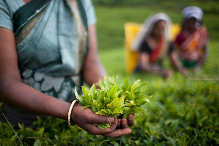 Nuwara Eliya: All Inclusive Horton Plains & Tea Plucking Day Trip