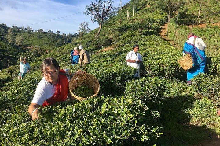 Nuwara Eliya: All Inclusive Horton Plains & Tea Plucking Day Trip