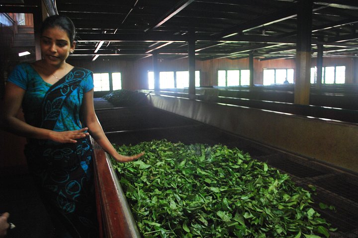 Nuwara Eliya: All Inclusive Horton Plains & Tea Plucking Day Trip
