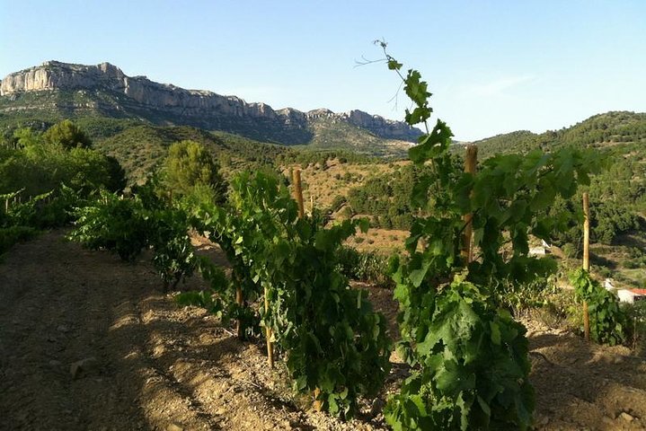 Private Wine and Oil Tour in the Priorat Wine Region