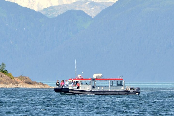 Guaranteed Whale Watching Adventure