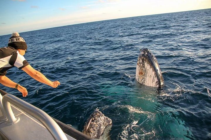 Dunsborough Whale Watching Tour