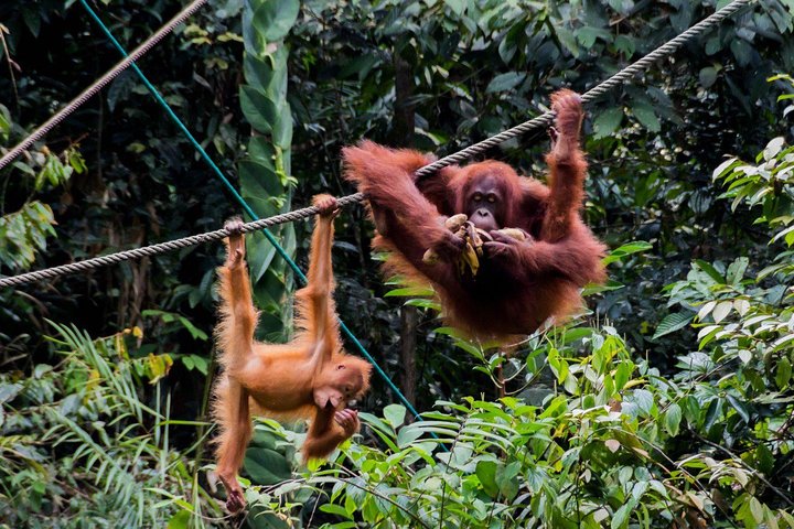 A glimpse of Orang Utan in Semenggoh Wildlife Centre