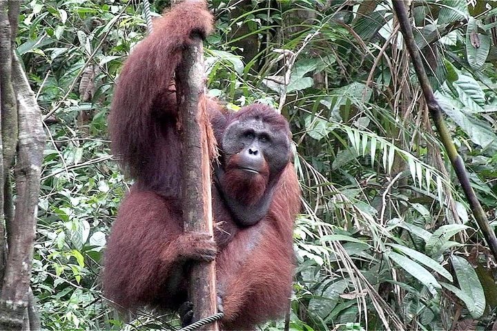A glimpse of Orang Utan in Semenggoh Wildlife Centre