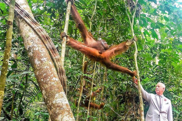 A glimpse of Orang Utan in Semenggoh Wildlife Centre