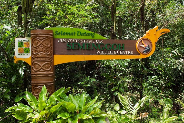 A glimpse of Orang Utan in Semenggoh Wildlife Centre