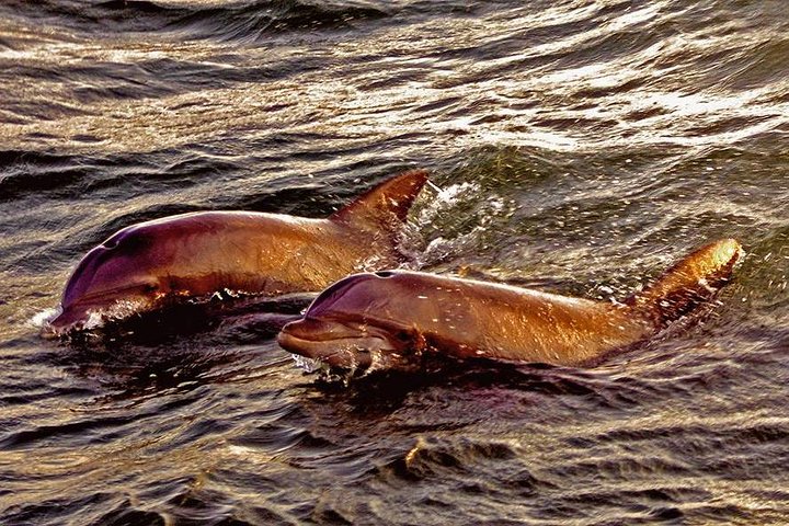 Hilton Head Sunset Dolphin Watching Cruise