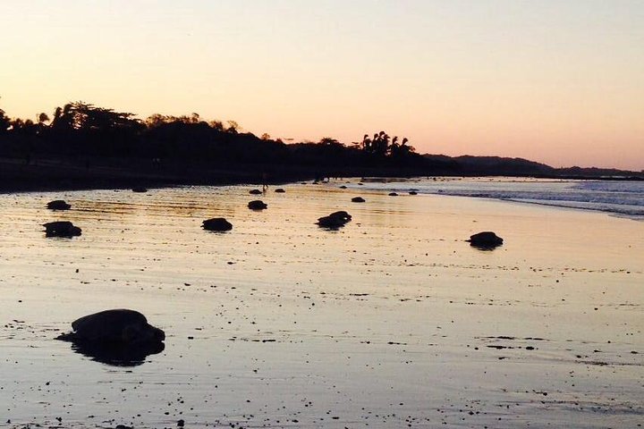 Turtle Tour Near Samara Beach