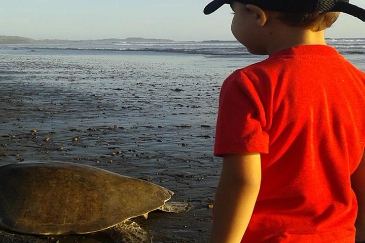 Turtle Tour Near Samara Beach