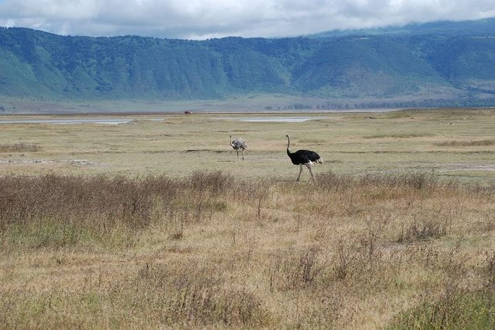 10-Day Kenya & Tanzania 4WD Safari Adventure