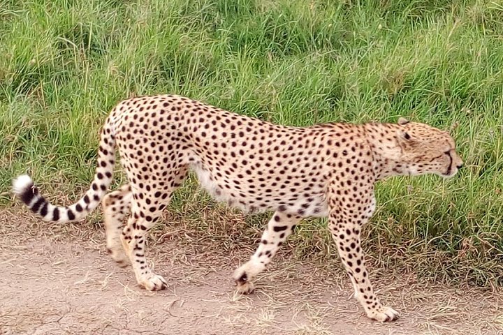 Safari Tour; Nairobi National Park