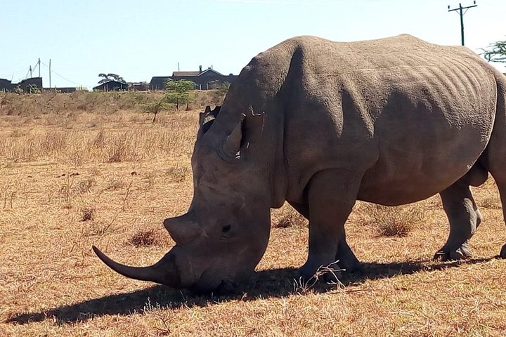 Safari Tour; Nairobi National Park
