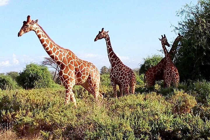Safari Tour; Nairobi National Park