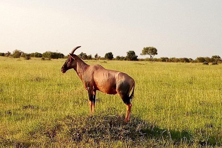 Safari Tour; Nairobi National Park