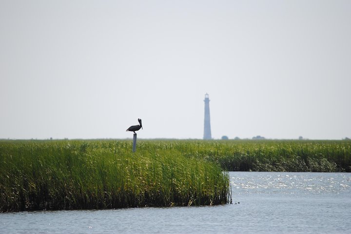 Charleston Eco Boat Cruise with stop at Morris Island Lighthouse