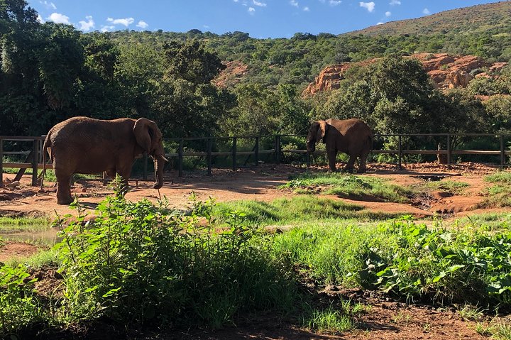 Elephant Sanctuary Tour from Johannesburg