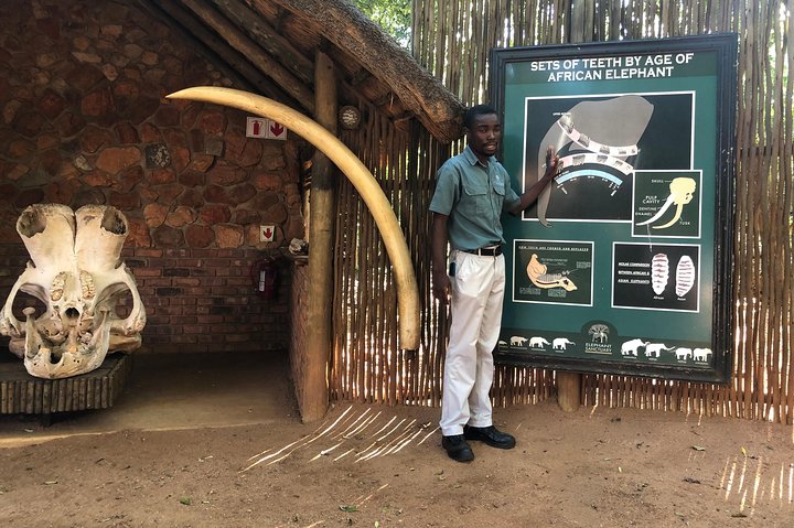 Elephant Sanctuary Tour from Johannesburg