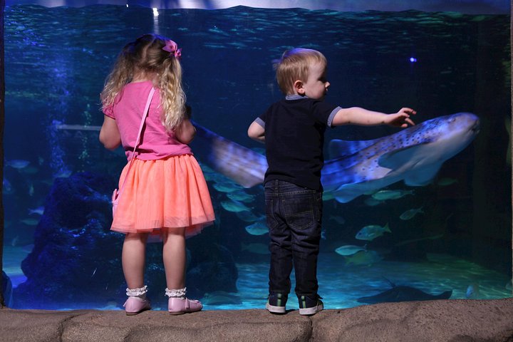 SEA LIFE Blackpool Admission Ticket