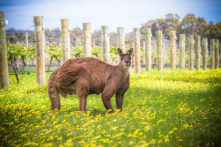Margaret River ultimate experience for people who don't do tours!