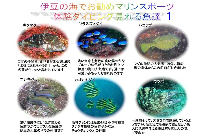 Experience diving　Scuba diving in Japanese waters!!　It's your first time.Beginner to veteran instructors will guide you with kindness and care.