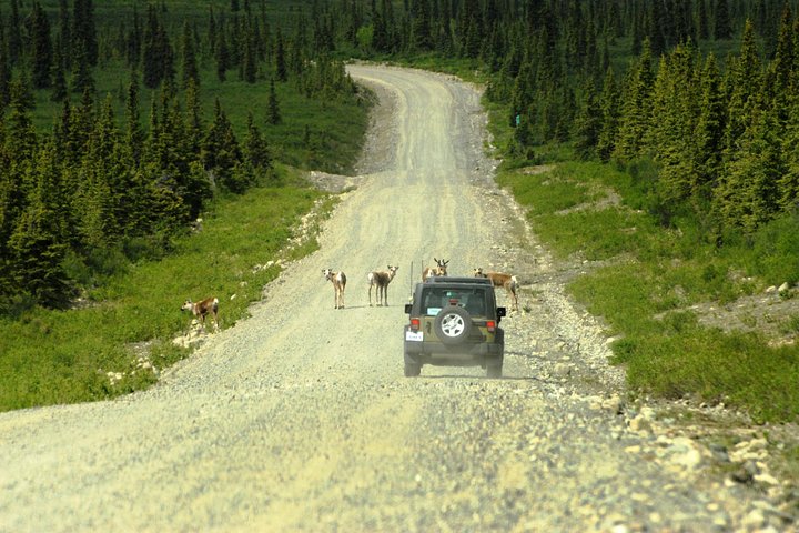 Denali Highway Jeep Excursion