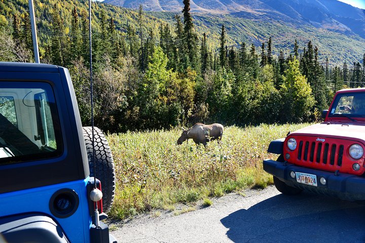 Denali Highway Jeep Excursion
