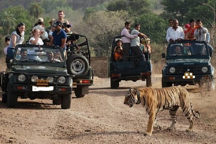 Ranthambore Wildlife Safari Day Trip from Jaipur