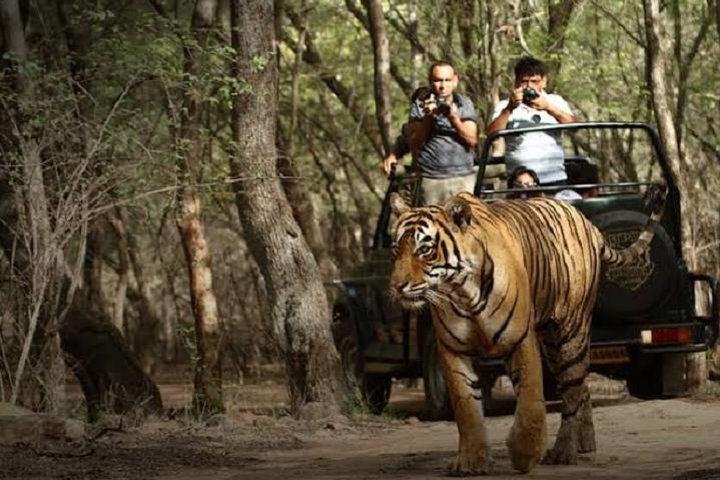 Ranthambore Wildlife Safari Day Trip from Jaipur