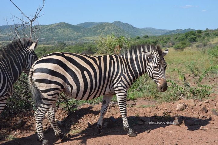 All Inclusive 3 Day Kruger Safari Adventure From Johannesburg