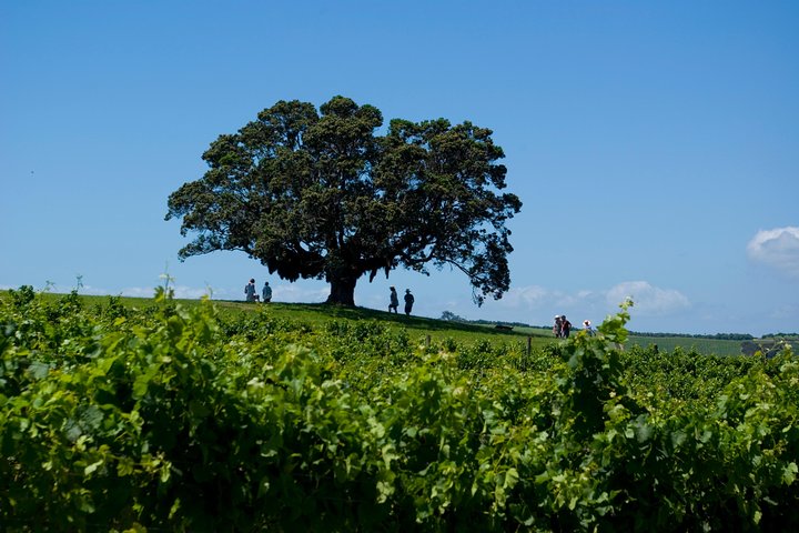 PREMIUM WINE tasting = Waiheke Island Wine Tours MAX 11 clients !