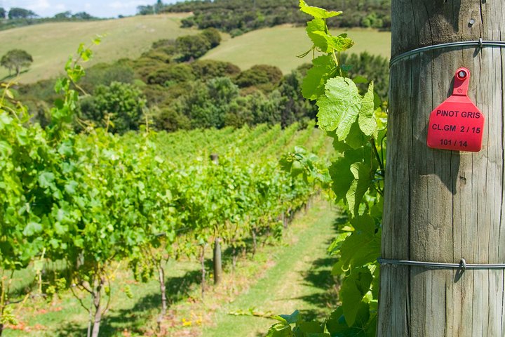 PREMIUM WINE tasting = Waiheke Island Wine Tours MAX 11 clients !