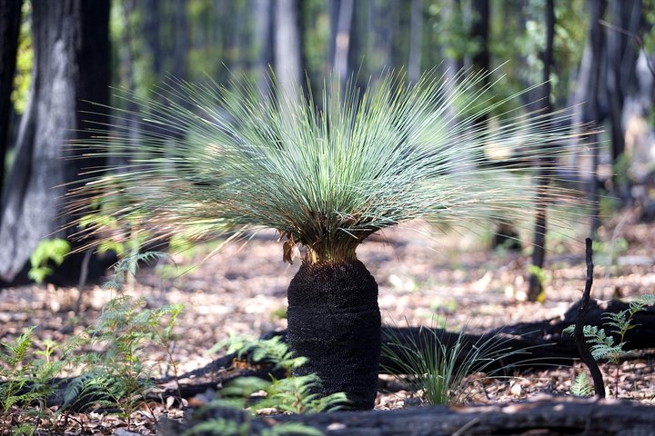 Small-Group Grampians Great Wildlife Escape Day Trip with Hiking