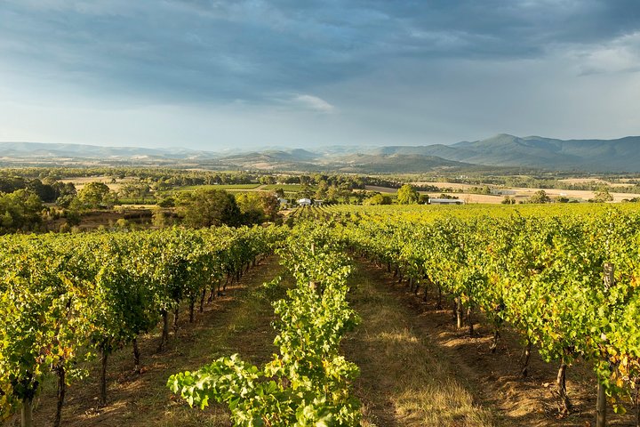 Yarra Valley Chandon Cheese & Sunset Kangaroos from Melbourne