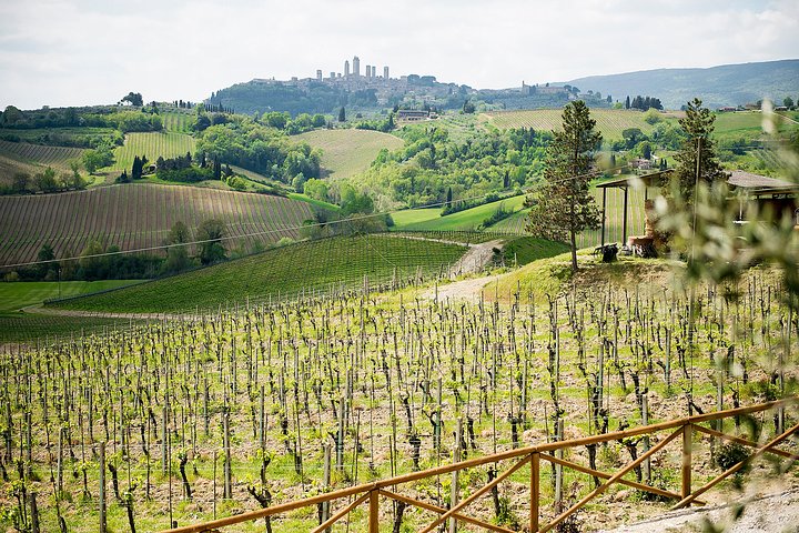 Tuscany Day Trip from Florence: Siena, San Gimignano, Pisa and Lunch at a Winery