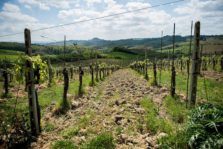 Tuscany Day Trip from Florence: Siena, San Gimignano, Pisa and Lunch at a Winery