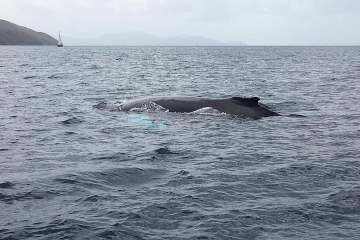 Discovery of dolphins on the Caribbean coast