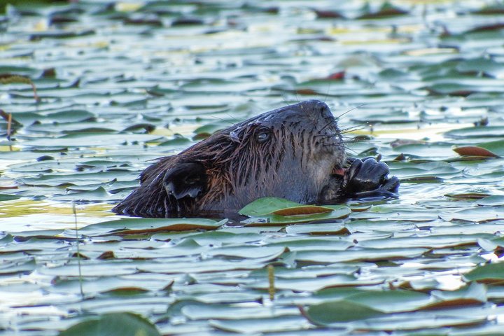 3 Day Algonquin Park Canoe Trip - Moose & Beaver Safari