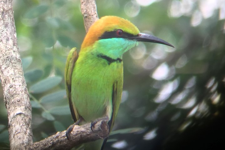 Bundala Birds Safari by Jeeps