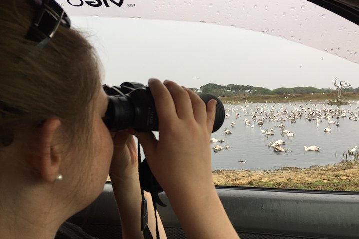 Bundala Birds Safari by Jeeps