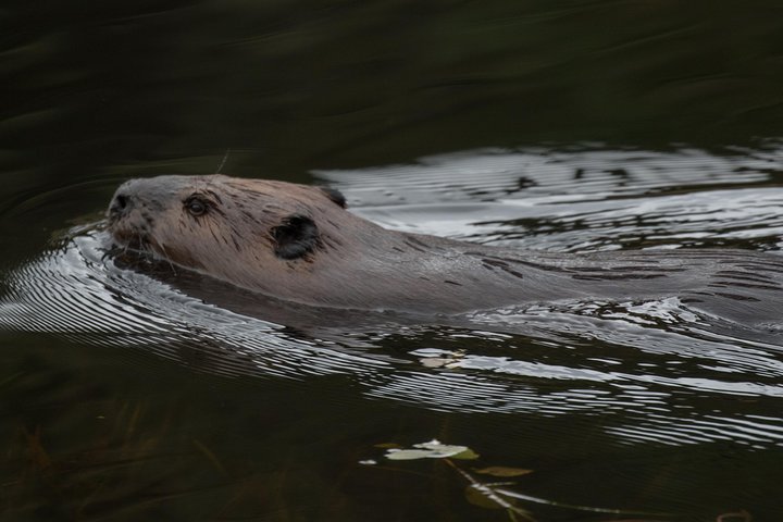 3 Hour VIP Electric Canoe Photography Tour (private, price is for 2 people)