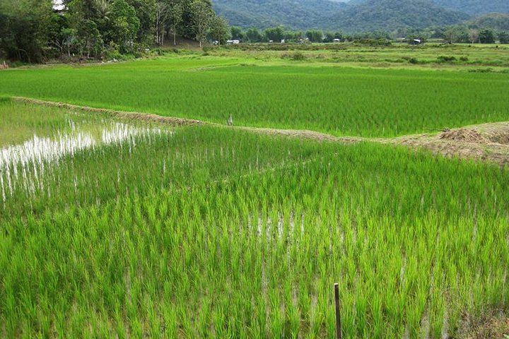 3 Days 2 Nights Bario Highlands Tour