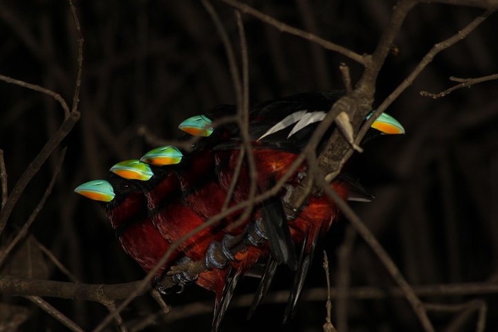 Borneo Wildlife Tour 2 Days 1 Night At Tanjung Bulat Jungle Camp Kinabatangan