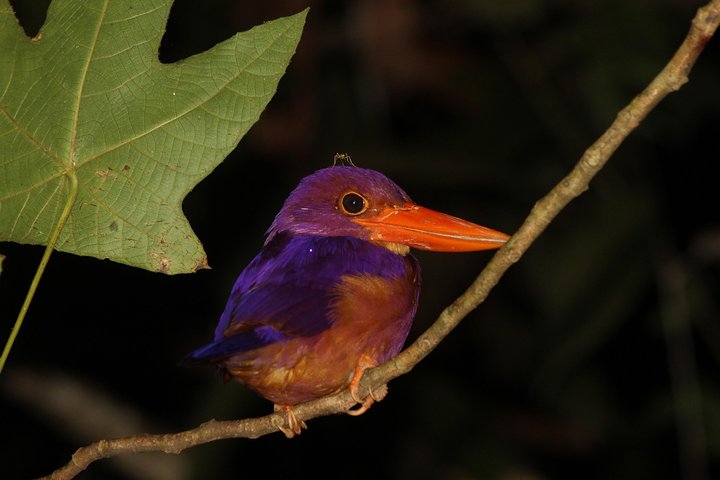 Borneo Wildlife Tour 2 Days 1 Night At Tanjung Bulat Jungle Camp Kinabatangan