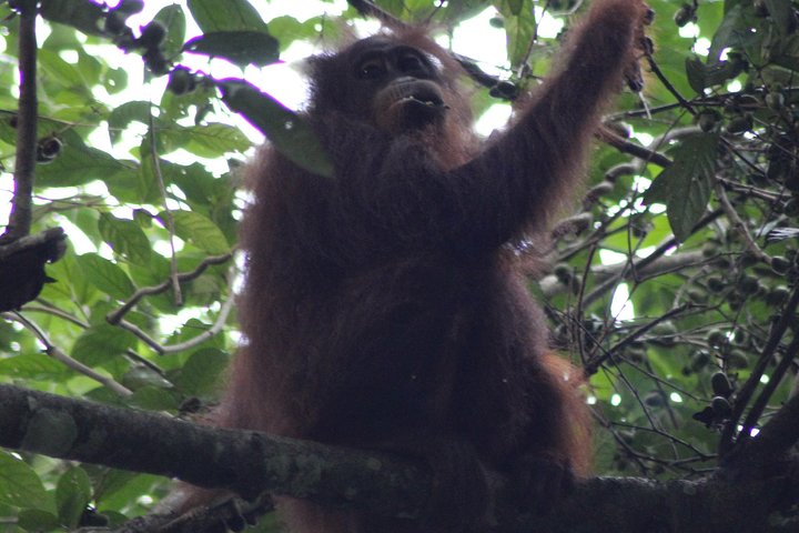 Borneo Wildlife Tour 3 Days 2 Nights At Tanjung Bulat Jungle Camp Kinabatangan