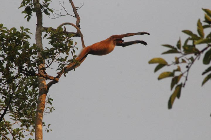 Borneo Wildlife Tour 3 Days 2 Nights At Tanjung Bulat Jungle Camp Kinabatangan
