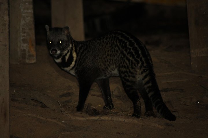 Borneo Wildlife Tour 3 Days 2 Nights At Tanjung Bulat Jungle Camp Kinabatangan
