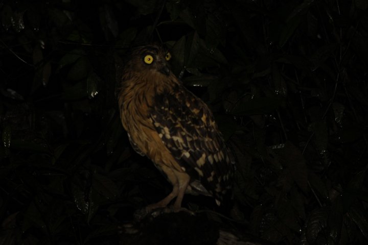 Borneo Wildlife Tour 3 Days 2 Nights At Tanjung Bulat Jungle Camp Kinabatangan