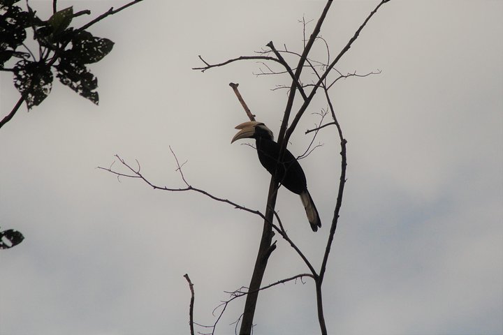 Borneo Wildlife Tour 3 Days 2 Nights At Tanjung Bulat Jungle Camp Kinabatangan